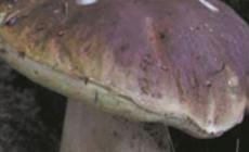 Guida alla ricerca dei funghi: il 4° e ultimo volume 