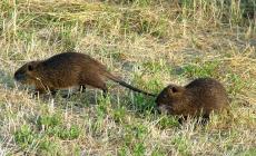 Si potrà sparare alle nutrie dopo la cattura