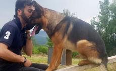 Muore avvelenato Kaos, il cane-eroe di Amatrice