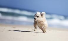 Cani in spiaggia: 10 consigli per una vacanza piacevole