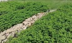 Il LungoParma col suono dei campanelli: sono le pecore al pascolo nel greto - Video