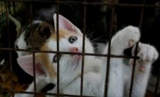 Gattile, è guerra di numeri sui 391 decessi in tre anni. Paci: «Situazione fisiologica»
