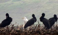 Quattro cicogne nere sul Po: una specie rarissima