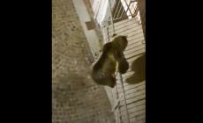 Un orso si arrampica su un balcone  in Trentino - Video 
