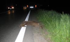 Incidente con capriolo: Provincia condannata
