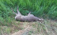 Scontri in strada con gli animali: in un anno recuperati 150 caprioli