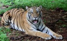 India, con il lockdown riescono le tigri