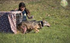 Il lupo Rio, salvato nel Parmense dopo l'avvelenamento: e ora torna libero