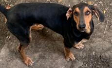 Cane da caccia ucciso da un lupo nei boschi della Predella