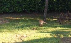 E c'&egrave; chi si ritrova la volpe in giardino - Foto 