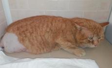 Allarme tagliole: Pel di Carota della Fattoria Terra e sole e altri gatti con zampe e code tranciate