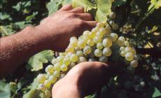 Ecco il vino Vegan, il debutto «lento» alla fiera di Vinitaly 