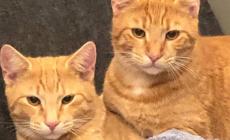 Langhirano, «I miei gatti sono stati avvelenati»
