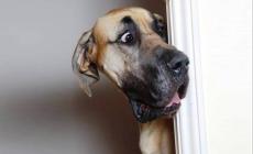  Nervosismo, ansia e depressione: &laquo;pelosi&raquo; in quarantena