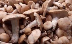Funghi, in arrivo i primi prugnoli: pochi e cari (ma buonissimi)