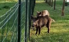 Cinghiali a passeggio nel giardino dell'asilo Rodari