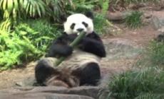 Coronavirus, zoo canadese rimanda in Cina due panda per mancanza di bamb&ugrave; - Video