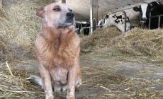 &laquo;La nostra cagnetta sbranata dai lupi&raquo;