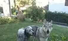 Due cani scappati da casa il 6 settembre a Salso