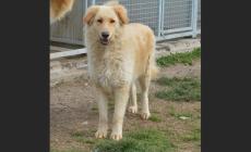 Cani da adottare - Foto