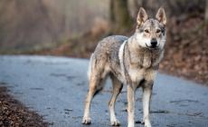 Donna azzannata sul pianerottolo del condominio dal cane del vicino