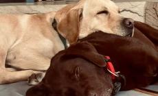 Marley e Olivia, salvati in via Budellungo, hanno trovato una famiglia