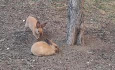 I coniglietti del parco Nevicati ancora &laquo;torturati&raquo; dai bambini