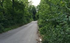 Fritelli: &laquo;Verde pubblico, da oggi squadre di operai al lavoro&raquo;