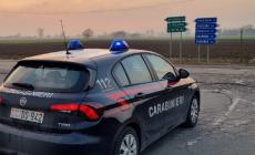 Busseto, cane fugge e morde due persone. Denunciato il proprietario