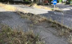 Salso, erbacce e rami sporgenti: tante lamentele dei cittadini