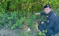 Bimba di 5 anni scompare: ritrovata dal maresciallo del carabinieri
