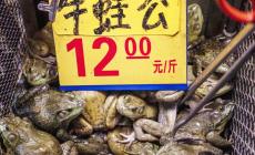 Wuhan vieta la carne di animali selvatici per 5 anni