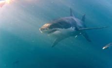 "C'e' uno squalo": ma lo scherzo per  filmare la fuga dei bagnanti gli costa una denuncia