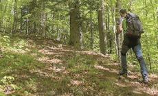 «Una guida per conoscere le nostre foreste»