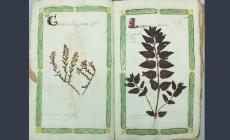 Curarsi con le piante: risale al 1722 l’Erbario del medico e botanico Casapini