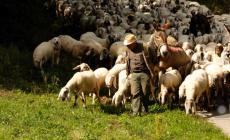 Sconfina col gregge nel suo terreno, pastore aggredisce 'collega' a Guastalla