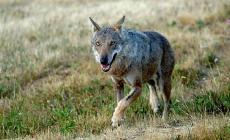 Lupo assale una vitella, la mucca lo respinge a calci