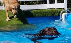Unità cinofile, una nuova piscina per addestrare i cani da soccorso