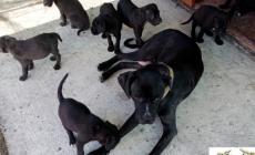 In due settimane già mille cuccioli abbandonati