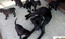 Undici cuccioli di cane corso e la loro mamma salvati dai volontari