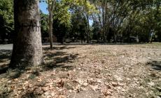 Foglie cadute come d'autunno. L'esperto: «Situazione preoccupante»