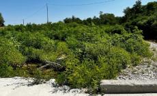 Rami, plastica e rifiuti nello Stirone: si teme per le piene