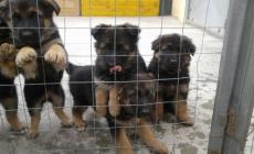 Scoperti allevamenti abusivi di cani e gatti: denunce e sequestri