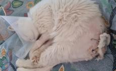 Gatto seviziato: coda tagliata e gravi ferite