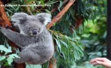 Ecco 'Cenere', il primo koala nato dopo gli incendi - Video