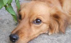 Linfoma nel cane? Tutti i passi da fare 