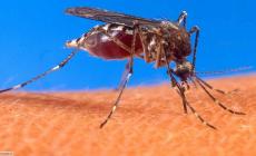 Un caso di dengue: via alla disinfestazione a Panocchia