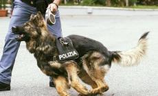 Controlli anti-droga: l'unità cinofila fiuta due etti di hashish e marijuana - Video 