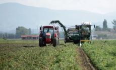 Pomodoro da industria, l'anno della qualità. Ma incidono siccità e lievitazione dei costi