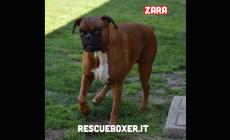 Cani da adottare - Foto